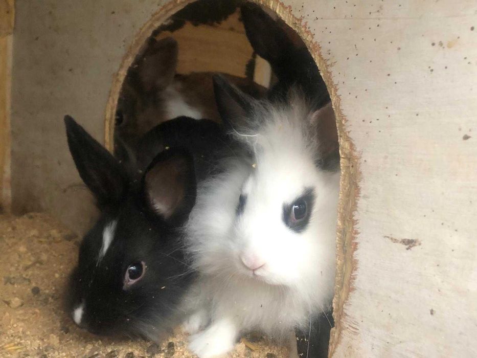 Króliczek królik miniaturka