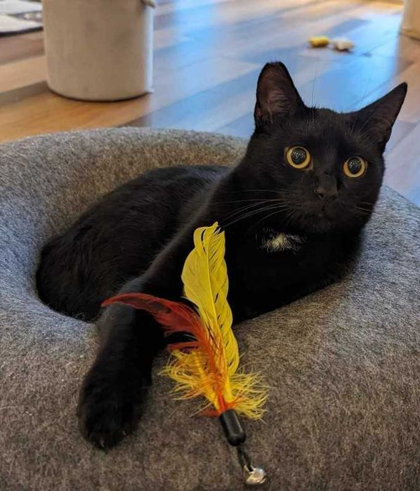 Fajny czarny kotek Węgielek, 2 lata