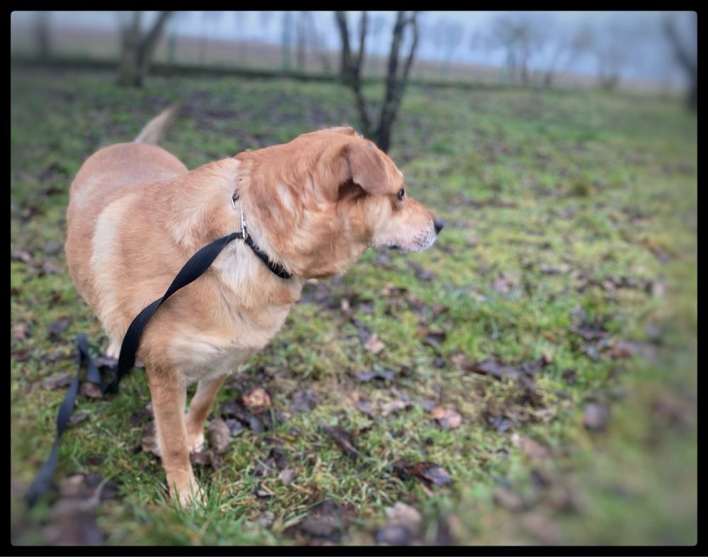 Do adopcji piesek Max w typie labradora