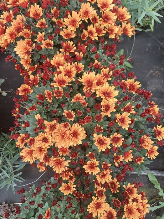 Chryzantemy doniczkowe