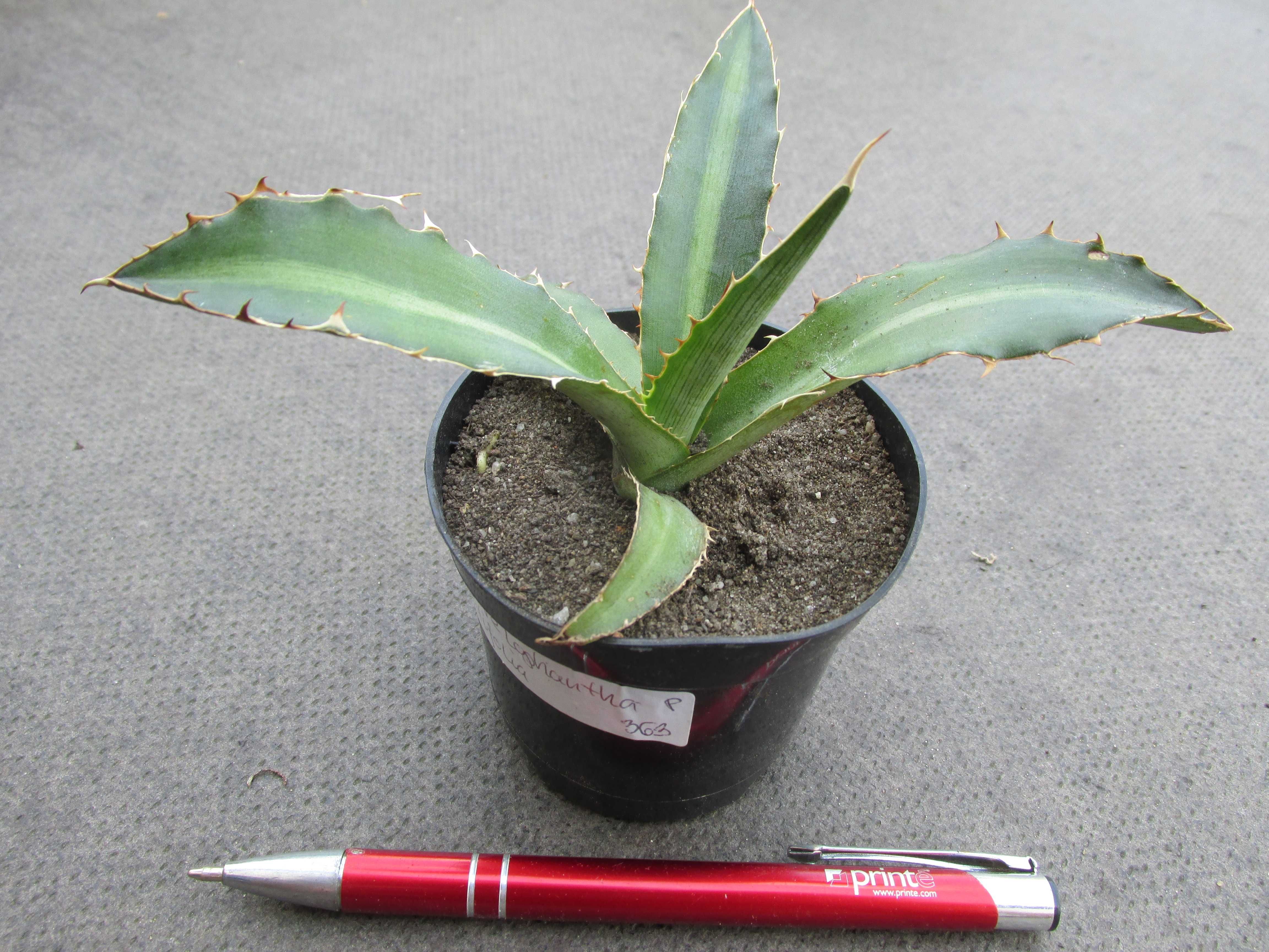 Agawa kolekcjonerska - Agave lophantha latifolia