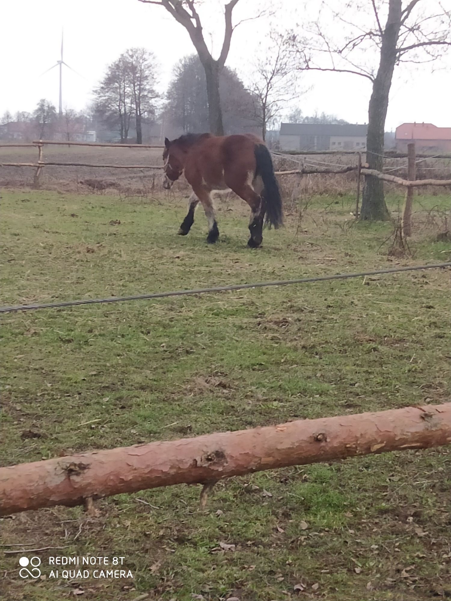 Klacz koń sprzedam