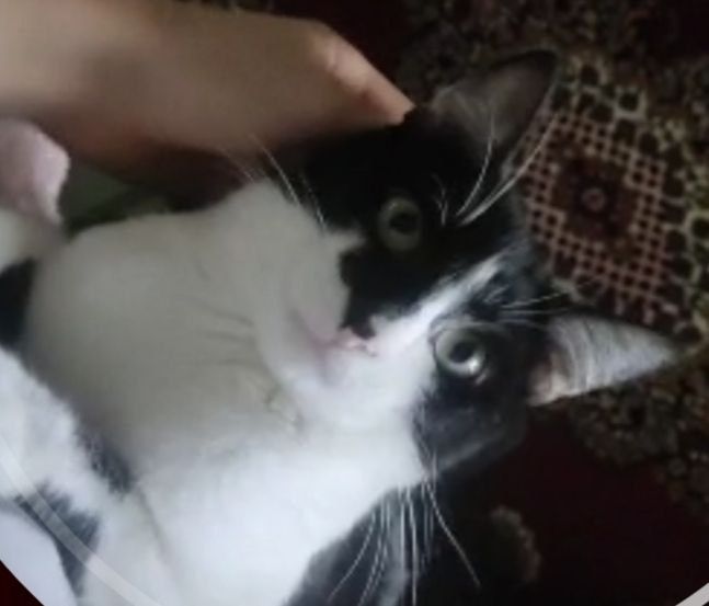 Загубився КІТ!!!