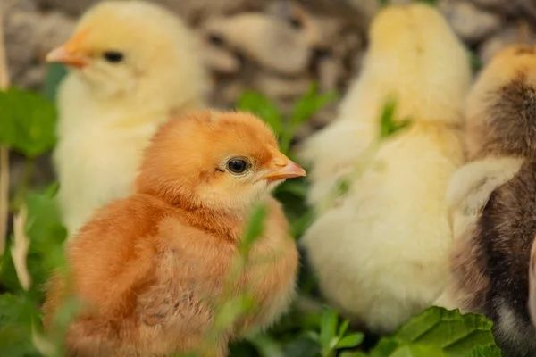 Циплята Цыплята Курчата Несушка Ломан Браун Сенді ДОБОВІ+Півники Петух