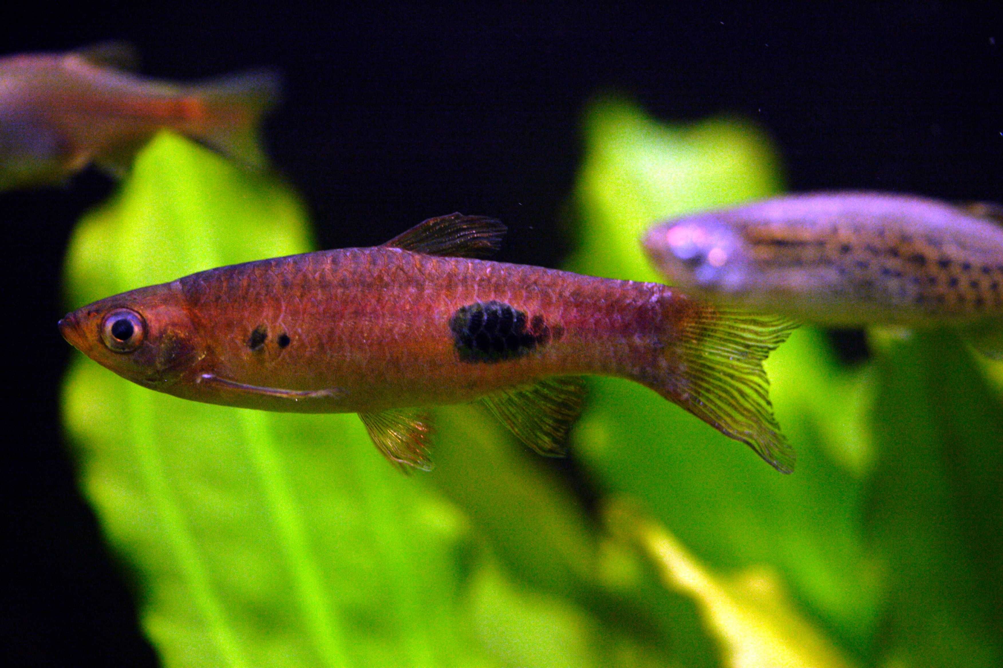 Razbora wielkoplama - Rasbora kalochroma - dowóz, wysyłka