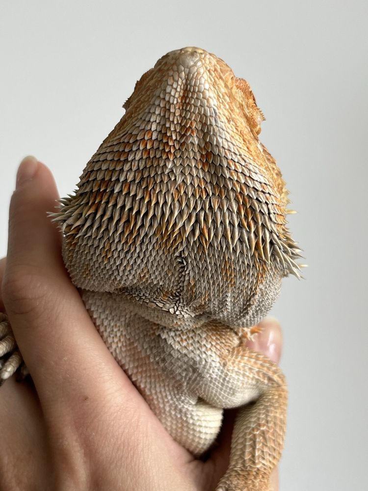 agama brodata samiec red orange het witblits het trans p. vitticeps
