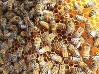 Pszczoły. Odkłady 5 ramkowe. Rodziny pszczele ramka wielkopolska.