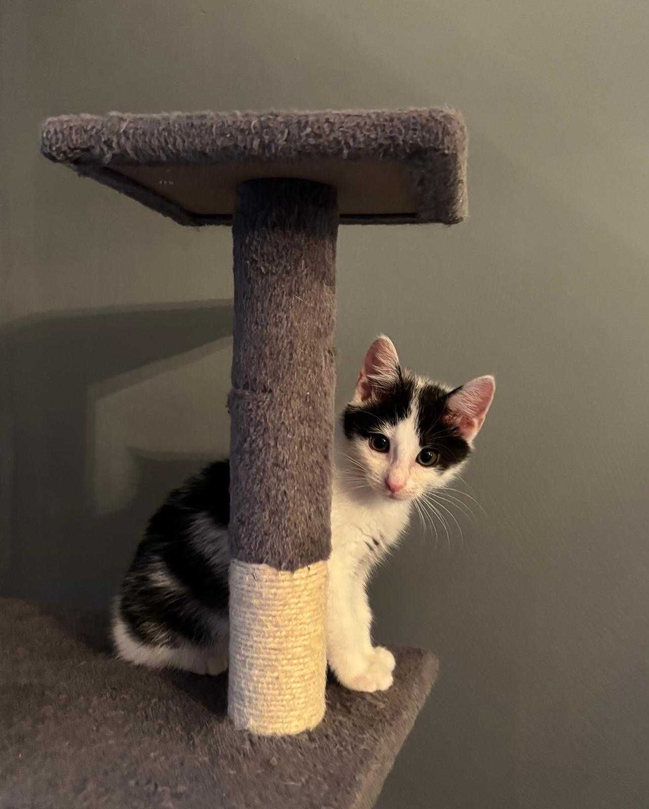 Eryk poleca się do adopcji