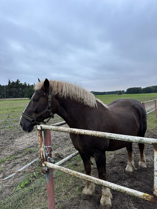 Sprzedam klacz zimnokrwistą