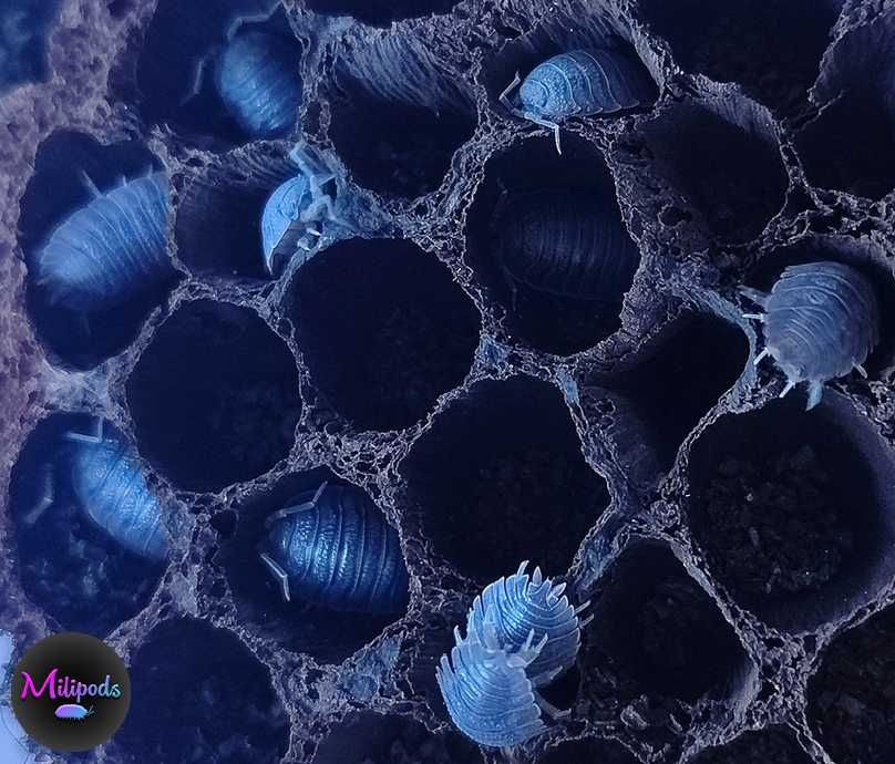 Isopods (Bicho-da-conta)
