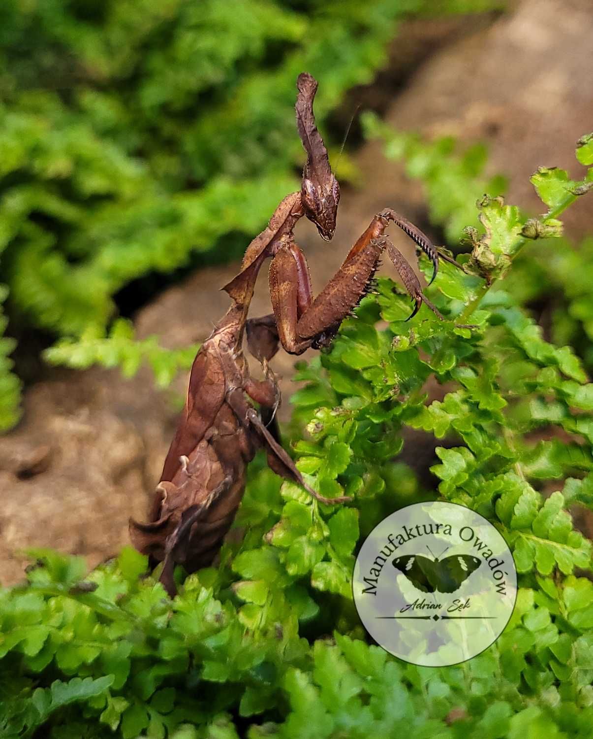 Modliszka liściogłowa - Modliszka Phyllocrania paradoxa L2 + gratisy