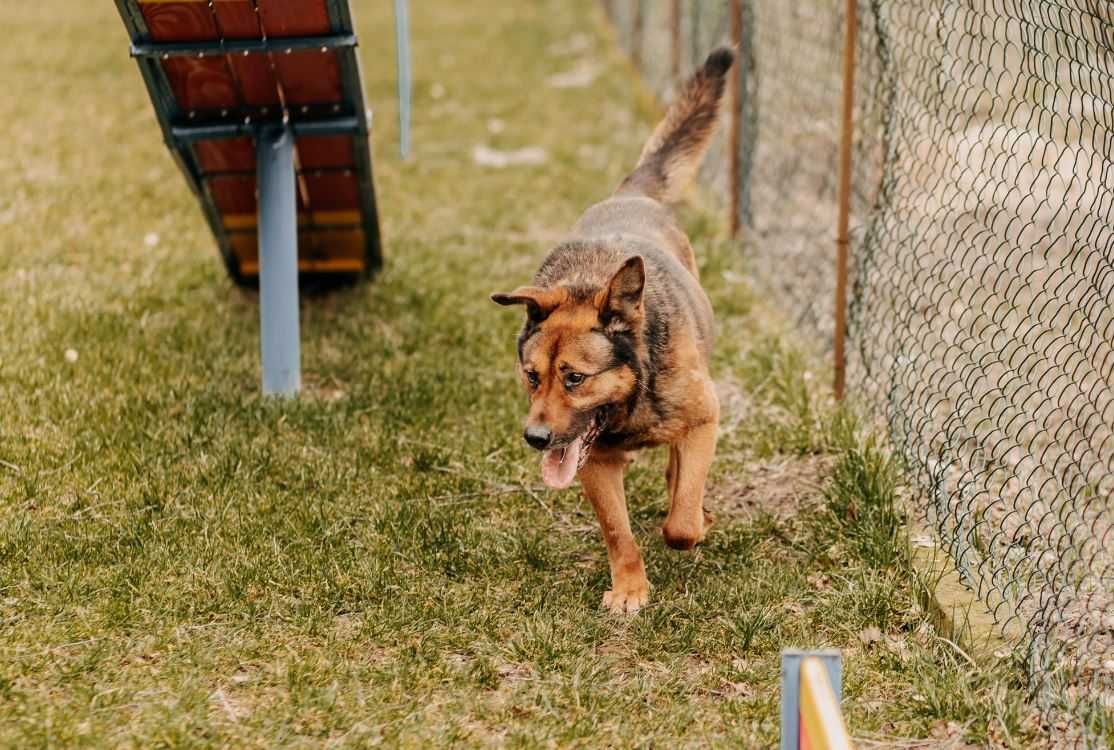 Bary, kochana przytulanka poleca się do adopcji!!!