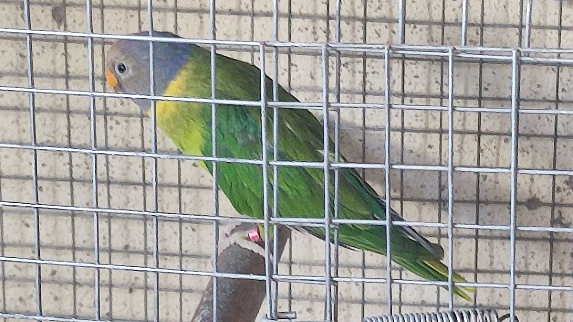 Cabeças de ameixa