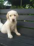 Labrador retriever