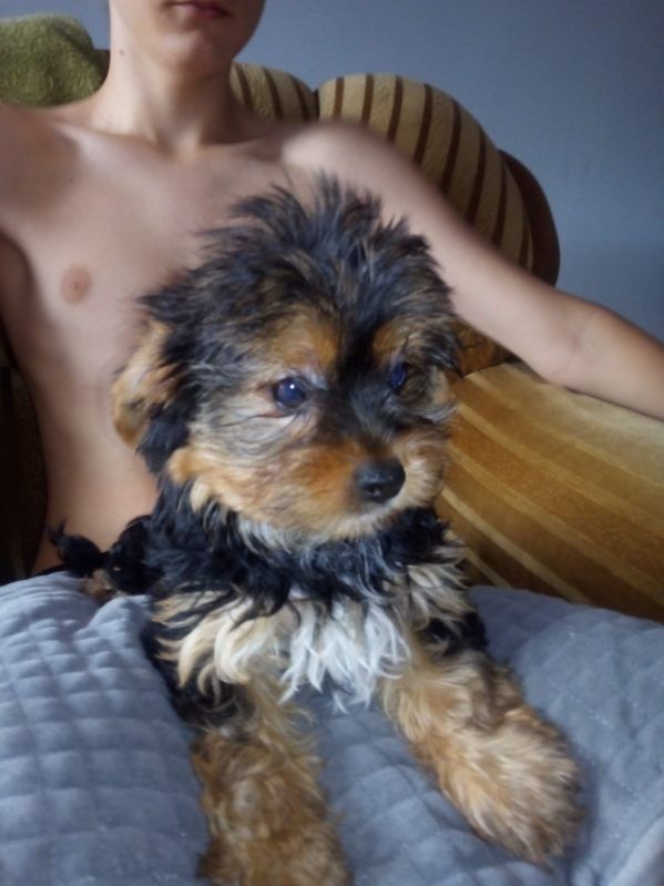 Sprzedam Yorkshire terrier