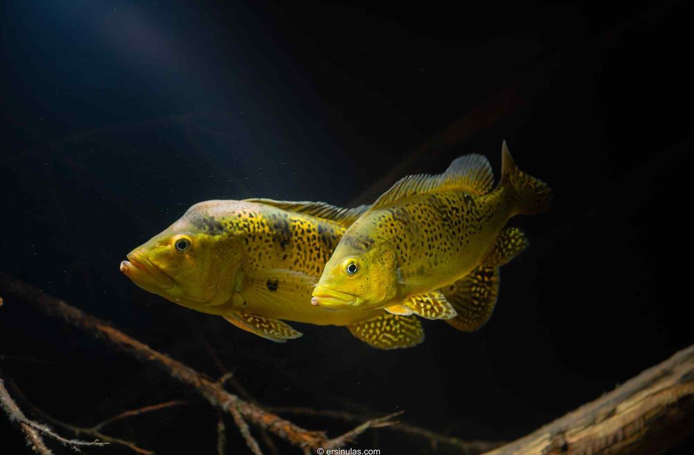 Cichla Kelberi (Tucunaré)