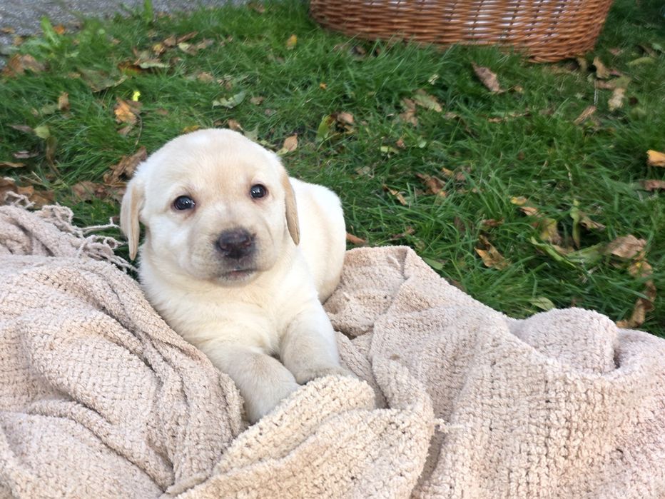 LABRADOR retriever szczeniak ZKwP FCI