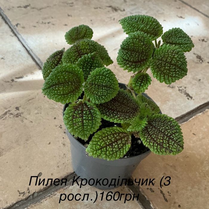 Пропоную кімнатни рослини