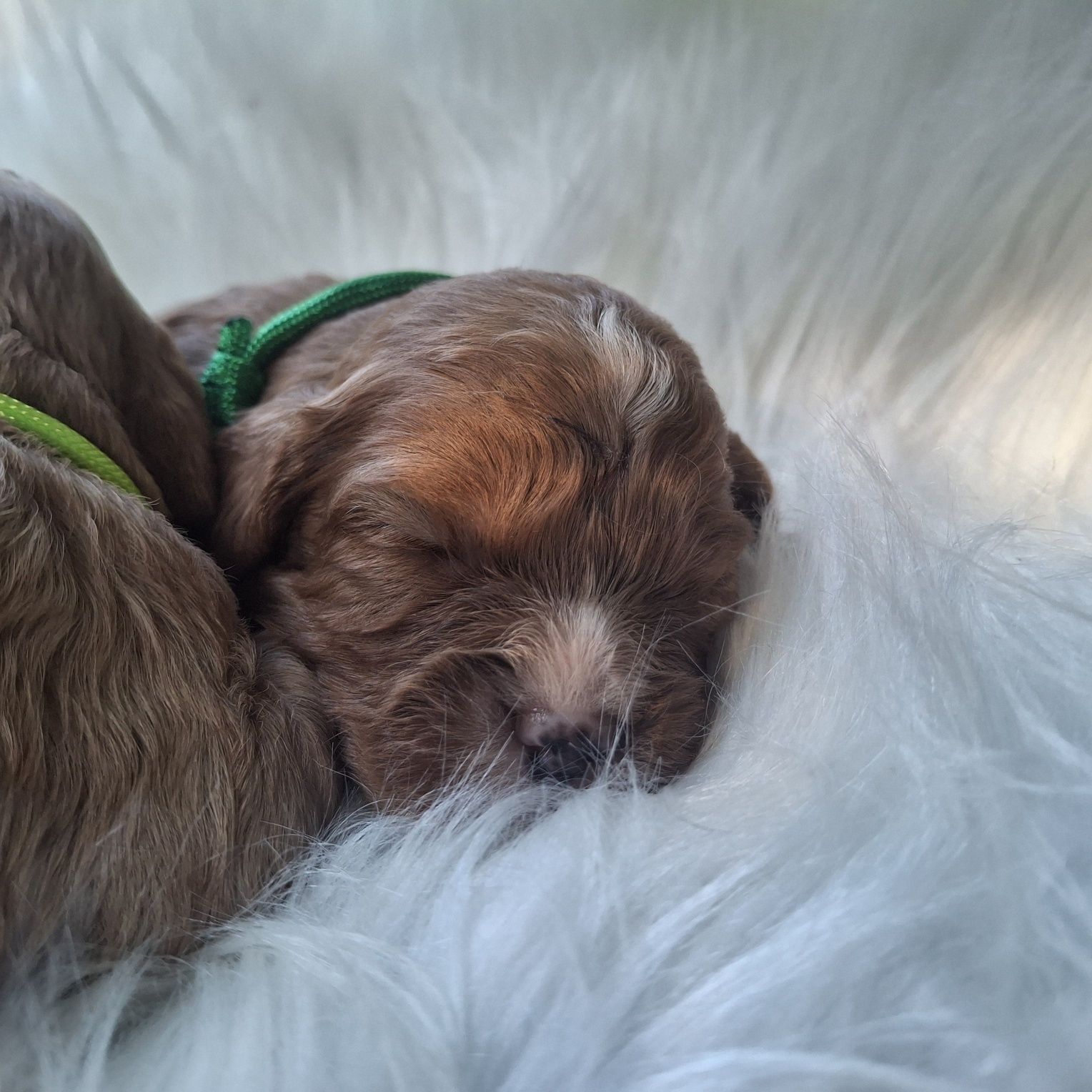 Cavapoo F1 piesek