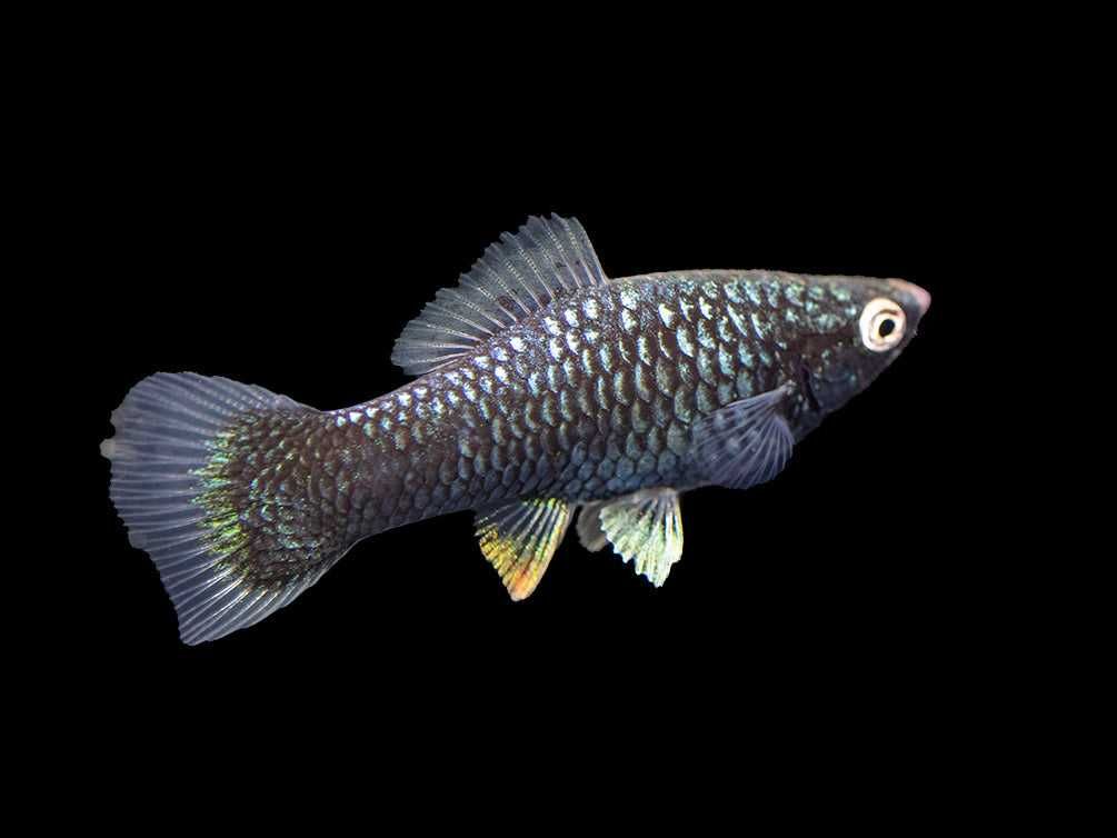 Mieczyk Hellera odmiana CZARNA - Xiphophorus helleri - dowozimy