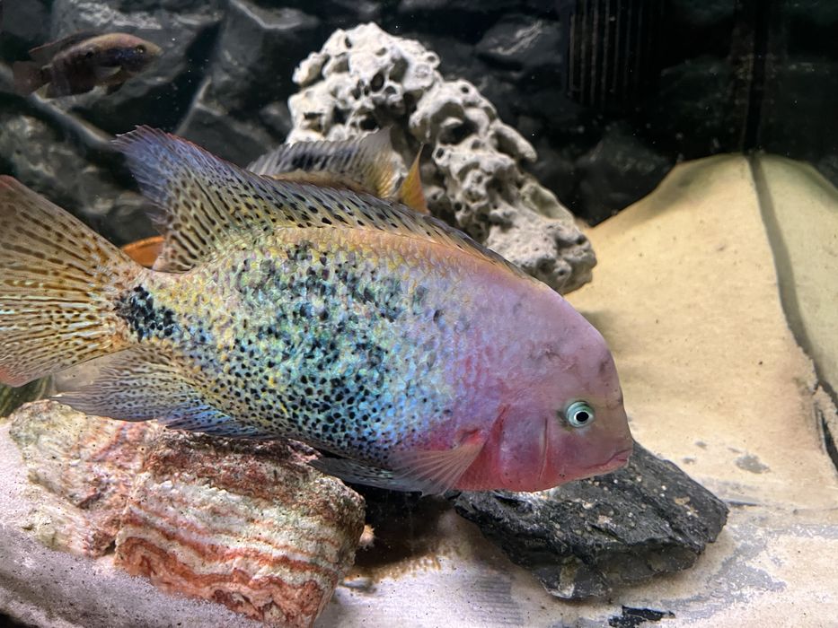 Vieja ryby pielegnica wielobarwna vieja synspila