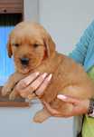 Golden Retriever suczka