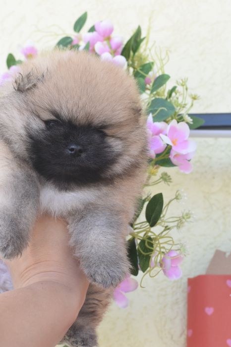 Неймовірна дівчинка мішка