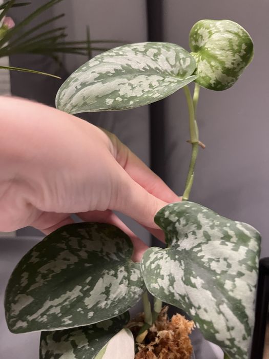 scindapsus exotica variegata okaz kolekcjonerski