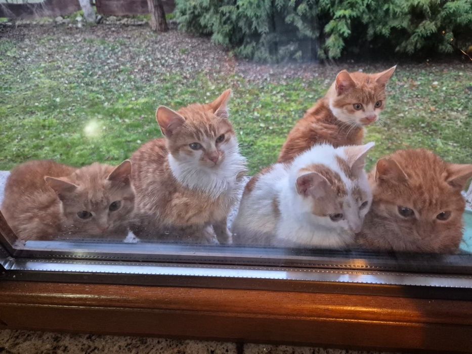 Rude kotki do adopcji