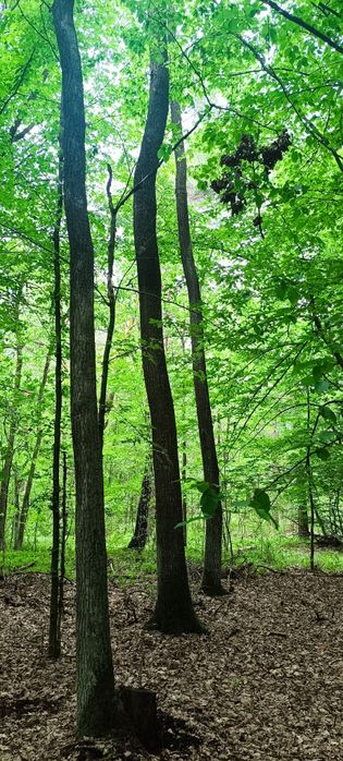 Sprzedam las mieszany 1.040 ha - Dąb, Grab, Sosna