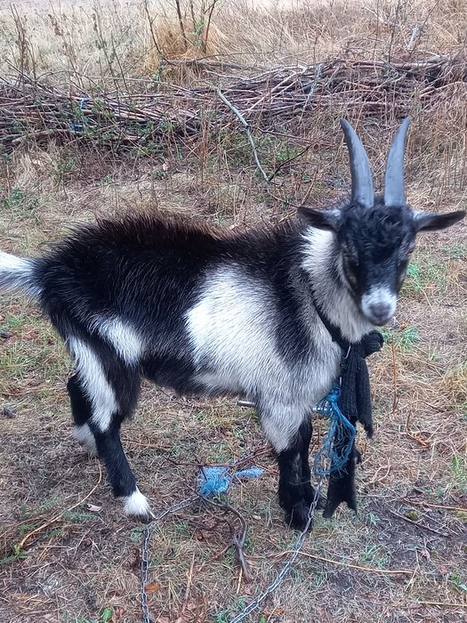 Продам двох цапиків