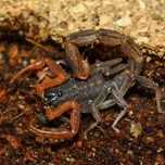 Skorpion Janalychas tricarinatus