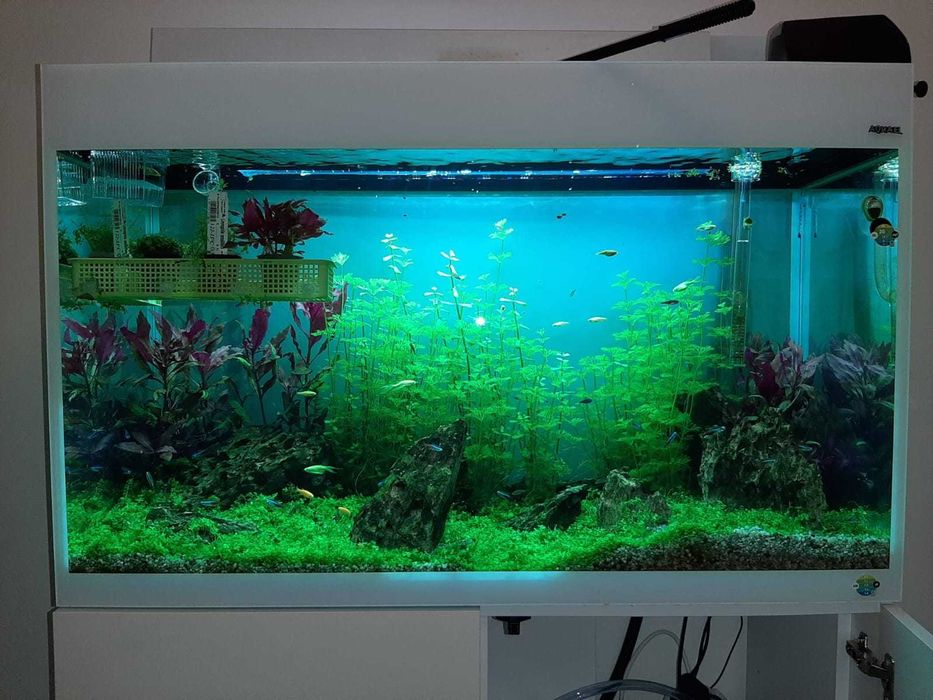 akwarium aquael glossy 120