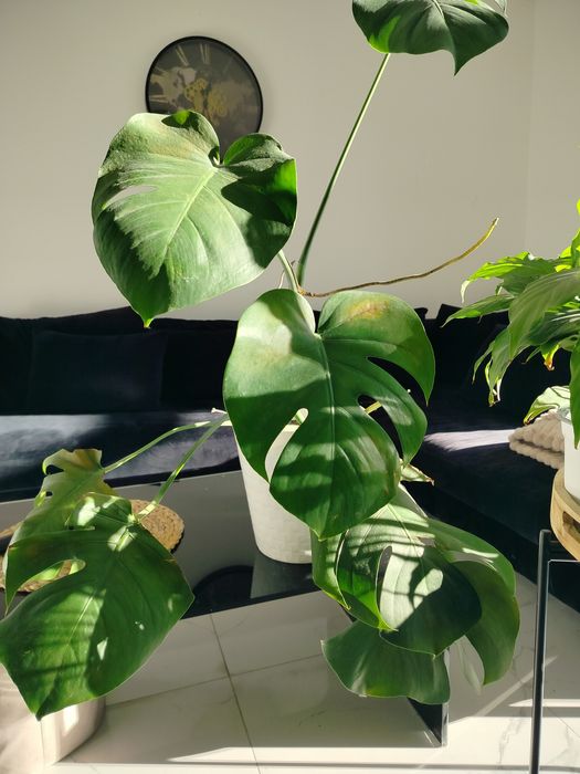 Monstera plus 2kwiaty, odbiór osobisty