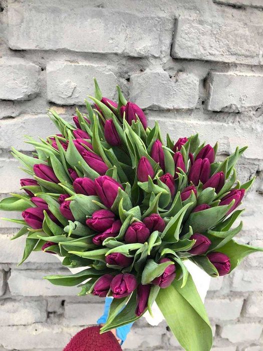 Тюльпан на зріз Опт 38грн