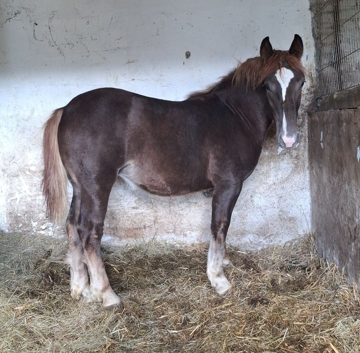 Źróbka zimnokrwista