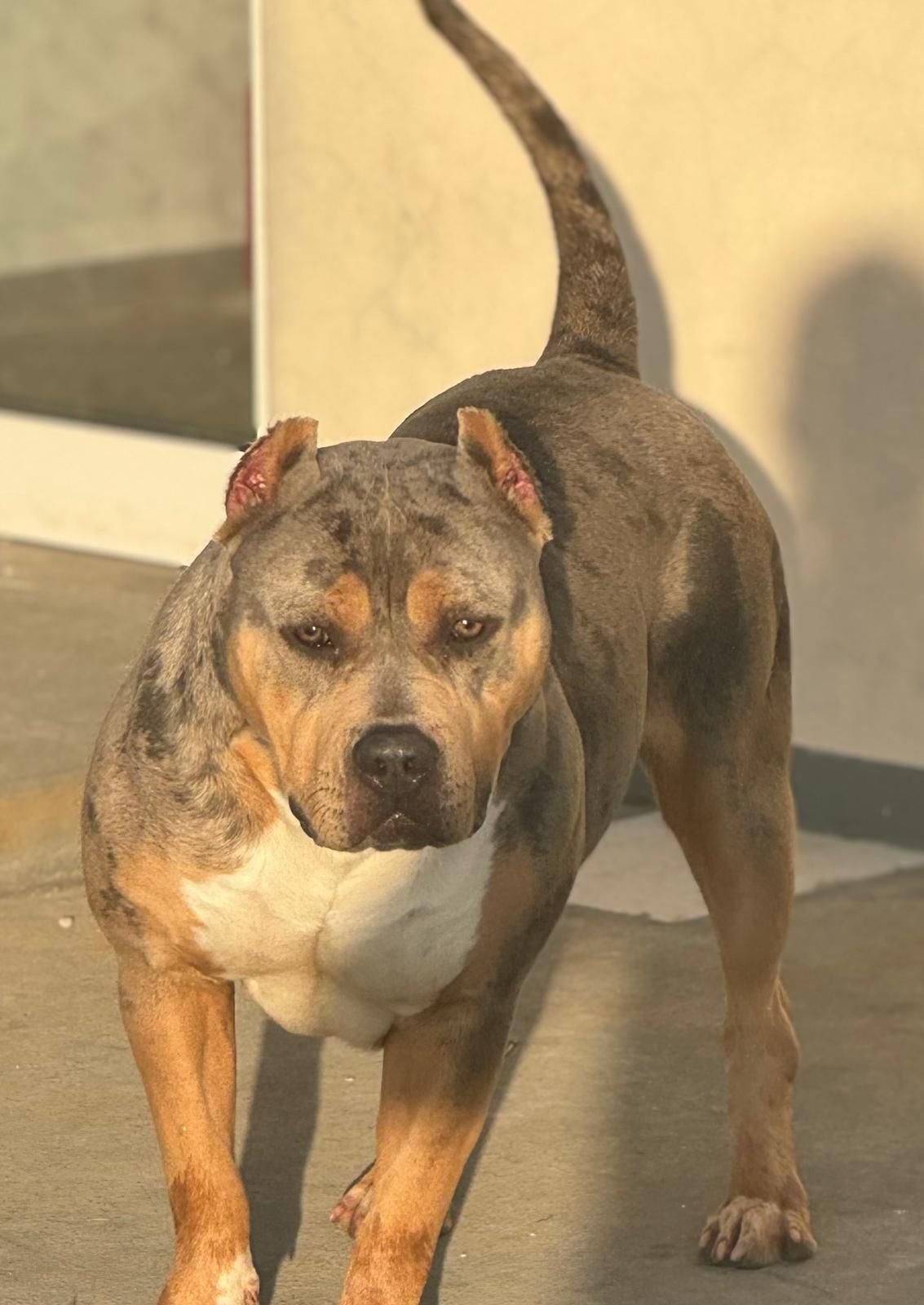 American Bully XL (Hulk linhagem)