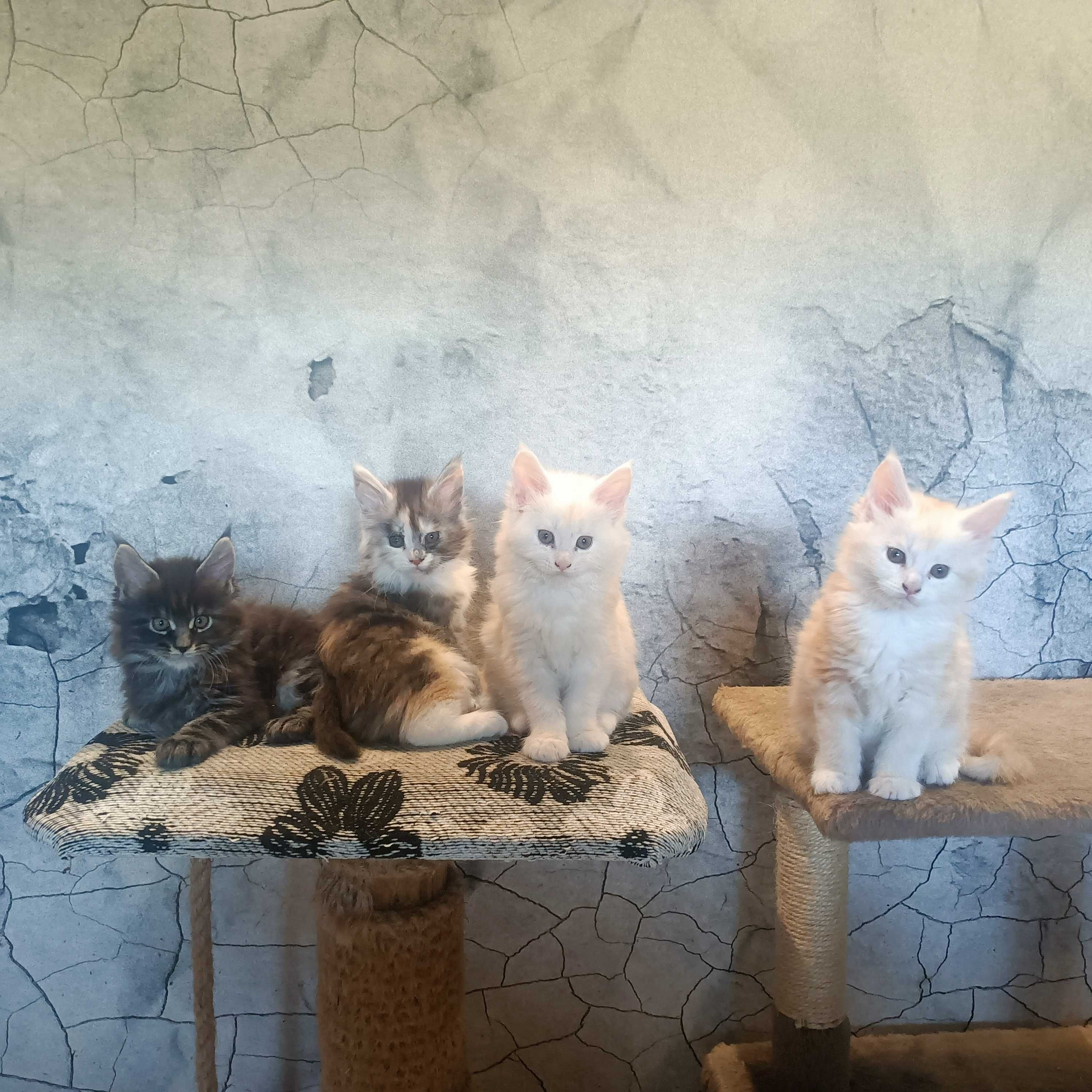 kocurek Maine coon FPL