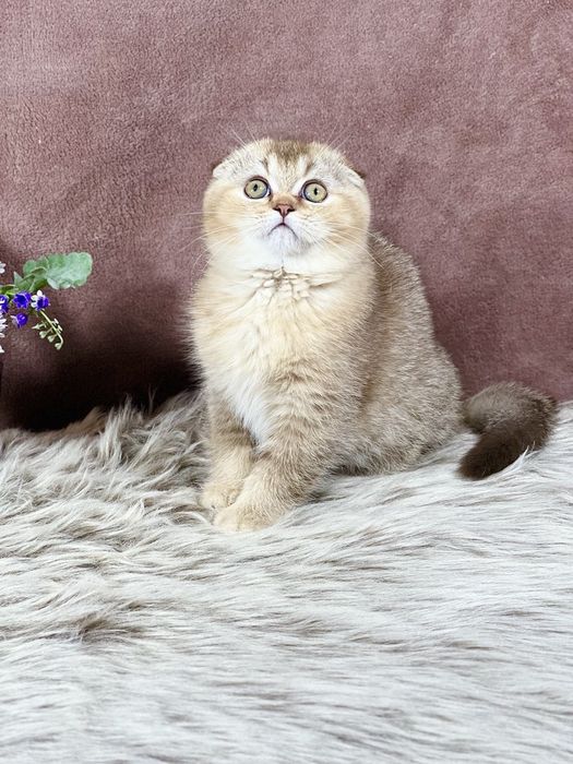 Шоколадне тикіроване  кошеня з документами