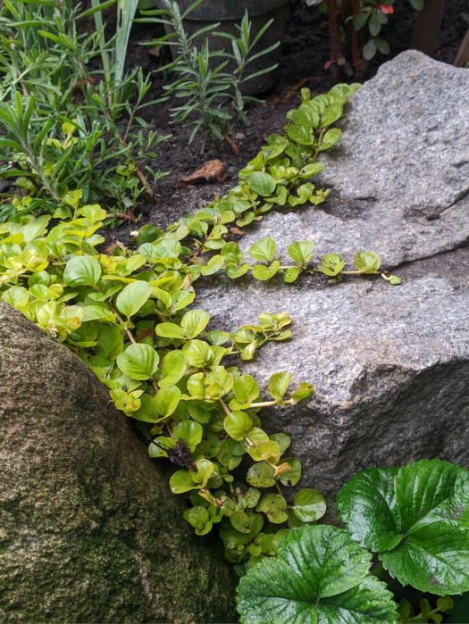 Різні вуличні рослини, плетючі, низькорослі