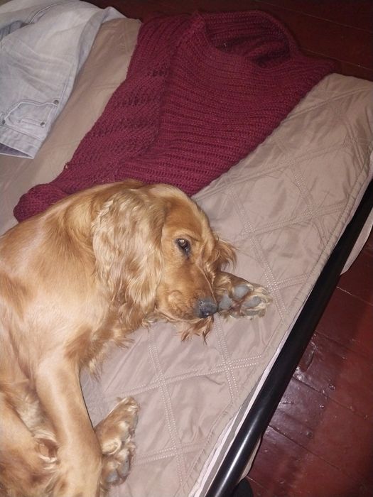 Кокер спанієль шукає подругу