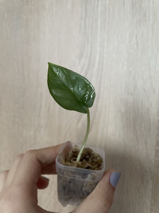 Sadzonka alocasia silver dragon