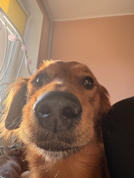 Oddam psa w dobre rece