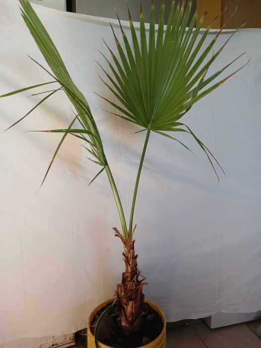 Нитєносна ПАЛЬМА 500 грн