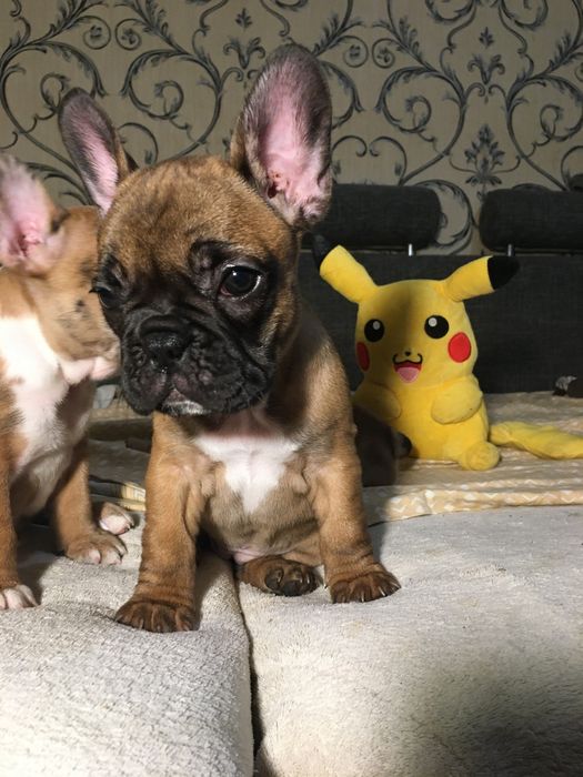 Французский бульдог