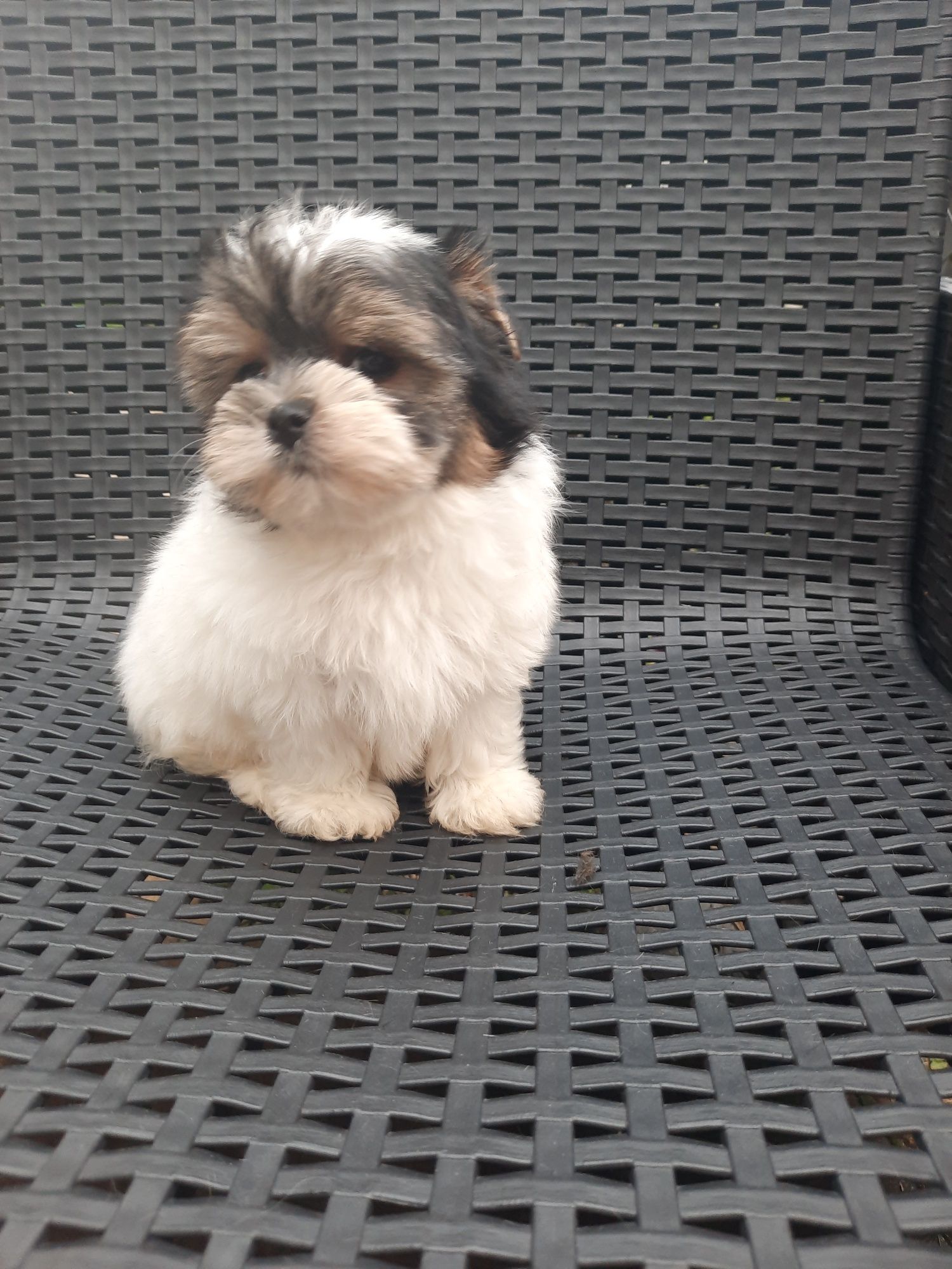Yorkshire Terrier Biewer samiec