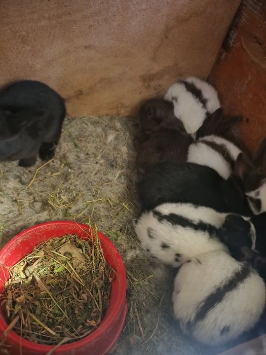 Продам кролики німецький строкач велетень.