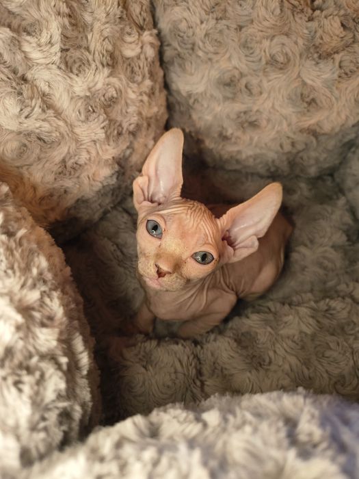 Nico sfinks kanadyjski do rezerwacji