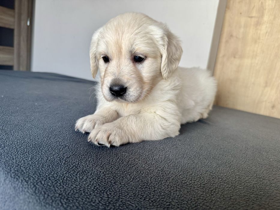 Golden Retriever piękna suczka