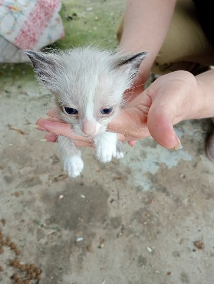 Adoção de gatinhos